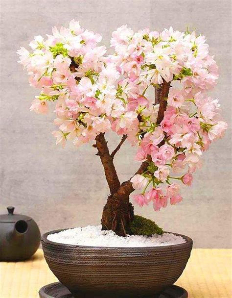 櫻花樹 盆栽